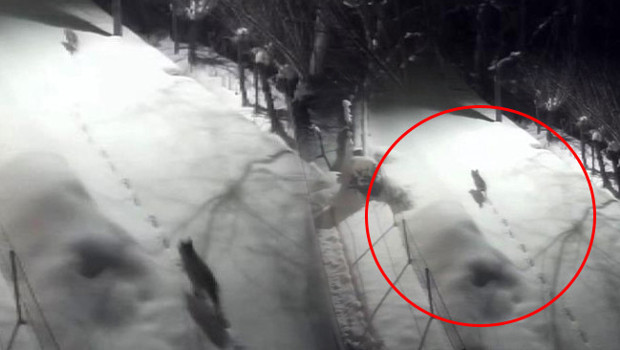 Şehir Merkezinde Kurt Nöbeti: Aç Kalan Sürüler Kapıya Dayandı!