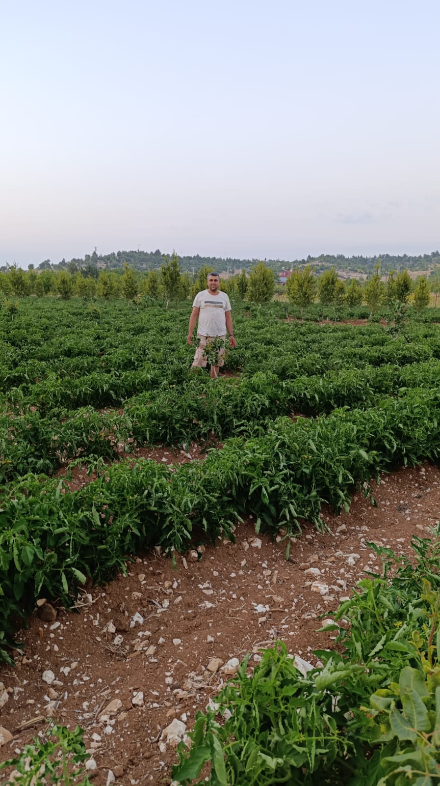 Kızılca da orman yangını çıktı.