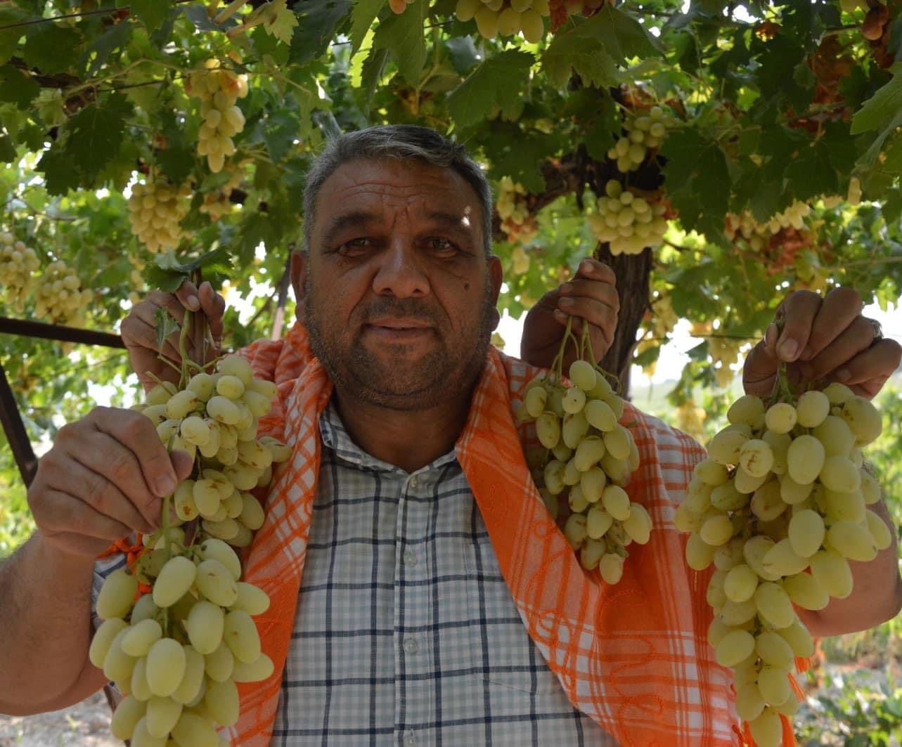 7. MANİSA BAĞBOZUMU VE YÖRÜK TÜRKMEN KÜLTÜR ŞÖLENİ 31 AĞUSTOS PAZAR GÜNÜ