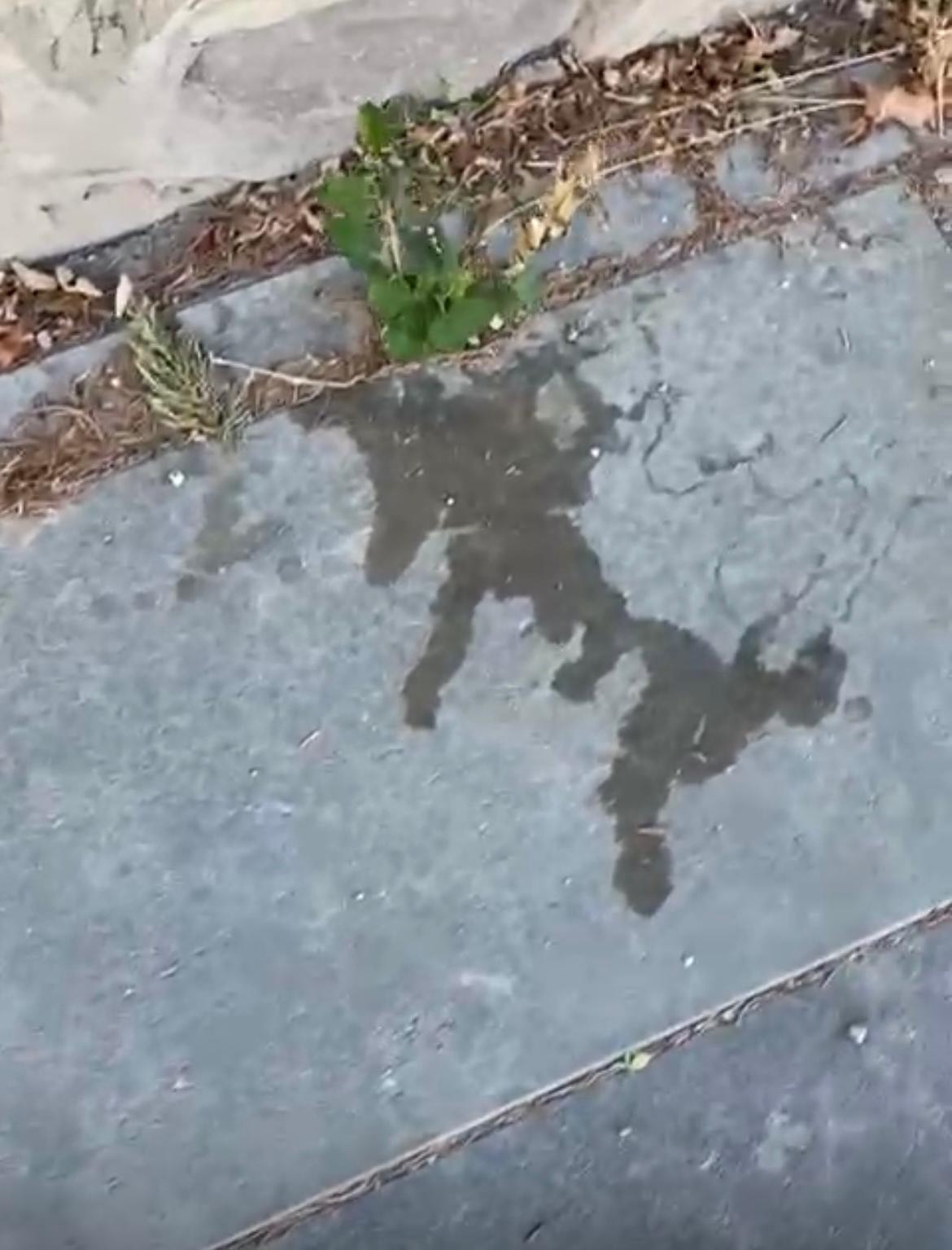 Başkentte Temizlik Sorunu Büyüyor… Bağlıca'da Vatandaş İsyanı!